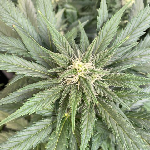 Auto Mokum‘s Tulip growlog timeline photo