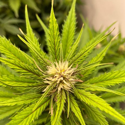 Glue Gelato Auto growlog timeline photo