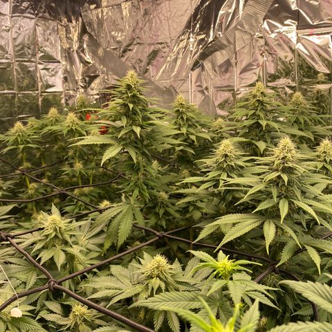 Skunk XL growlog timeline photo