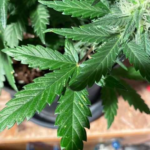 Auto Mokum‘s Tulip growlog timeline photo