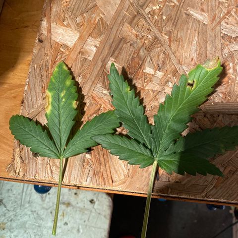 Auto Mokum‘s Tulip growlog timeline photo