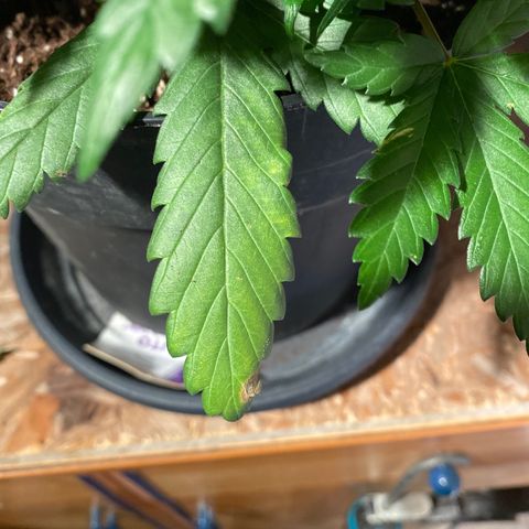 Auto Mokum‘s Tulip growlog timeline photo