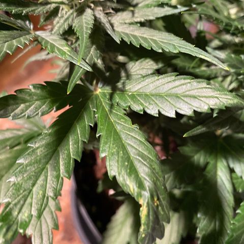 Auto Mokum‘s Tulip growlog timeline photo