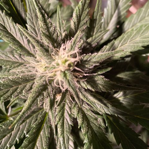 Auto Mokum‘s Tulip growlog timeline photo