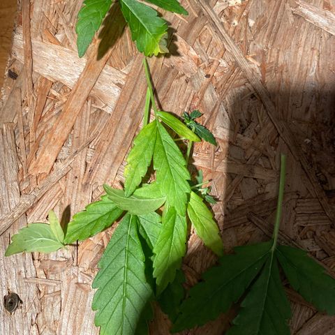 Auto Skywalker Haze growlog timeline photo