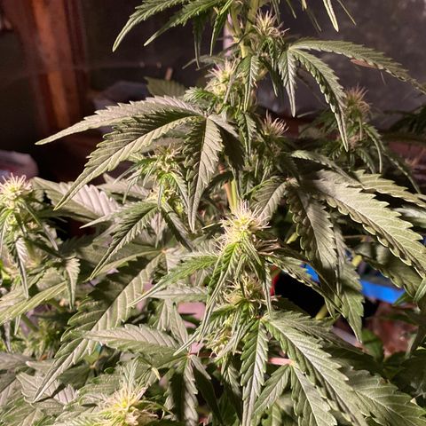 Auto Skywalker Haze growlog timeline photo