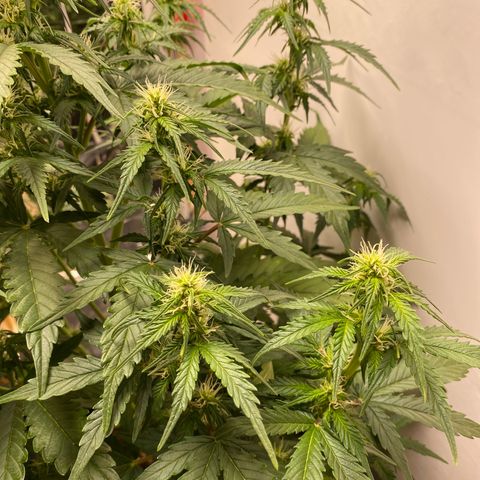 Auto Skywalker Haze growlog timeline photo