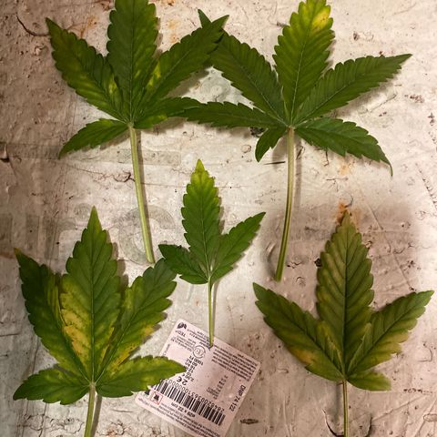 Auto Skywalker Haze growlog timeline photo