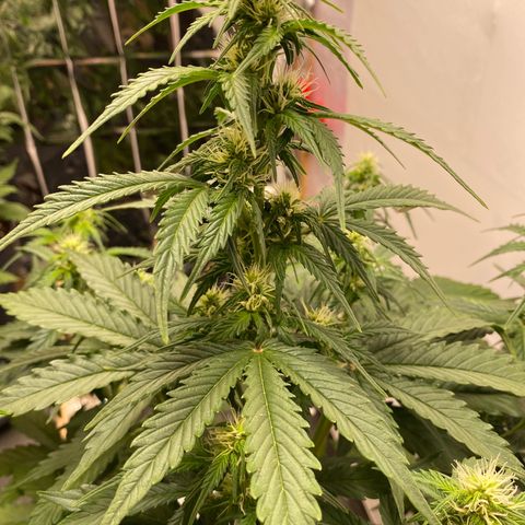 Auto Skywalker Haze growlog timeline photo