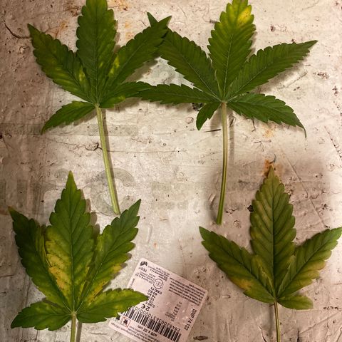 Auto Skywalker Haze growlog timeline photo