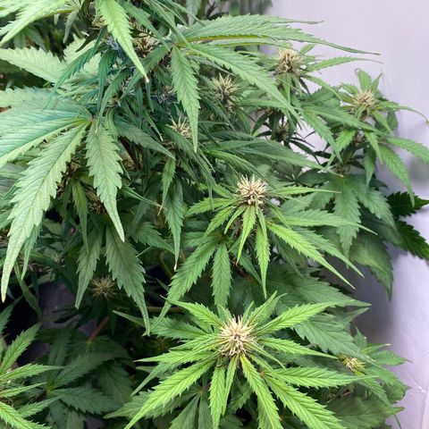 Glue Gelato Auto growlog timeline photo