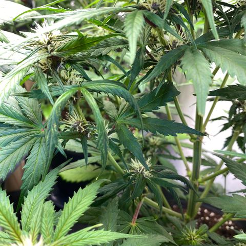 Glue Gelato Auto growlog timeline photo