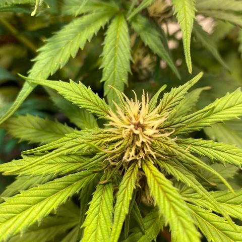 Glue Gelato Auto growlog timeline photo