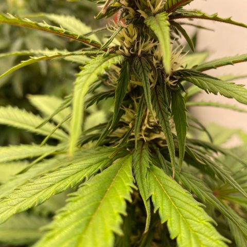 Glue Gelato Auto growlog timeline photo