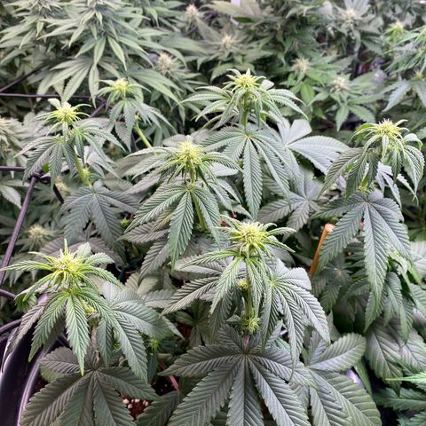 Vibe-C #1 growlog timeline photo