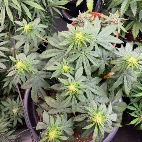 Vibe-C #1 growlog timeline photo