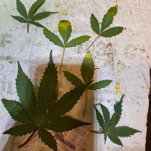 Glue Gelato Auto growlog timeline photo