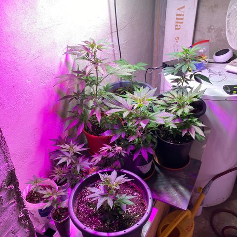 Skunk XL growlog timeline photo