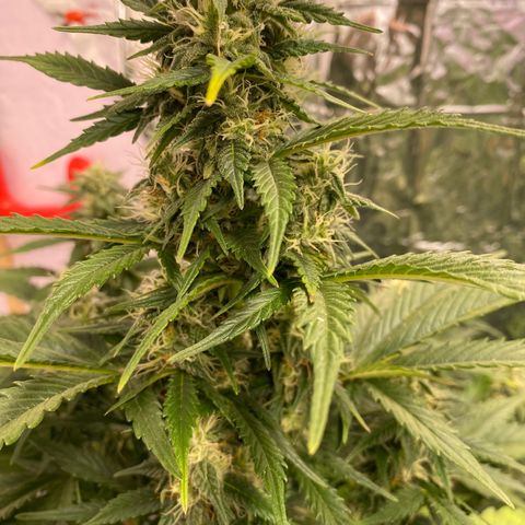 Auto Mokum‘s Tulip growlog timeline photo