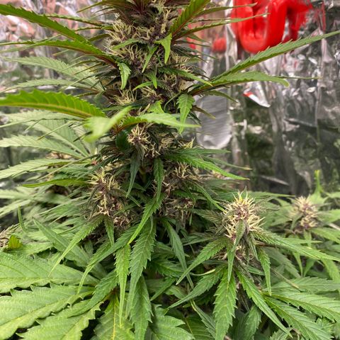 Auto Mokum‘s Tulip growlog timeline photo
