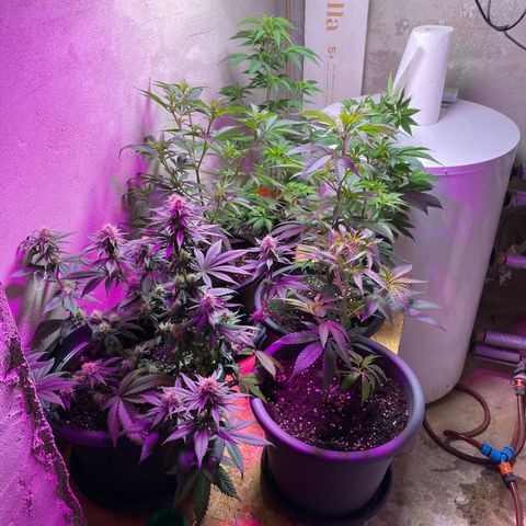 Skunk XL growlog timeline photo
