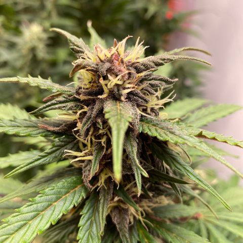 Glue Gelato Auto growlog timeline photo