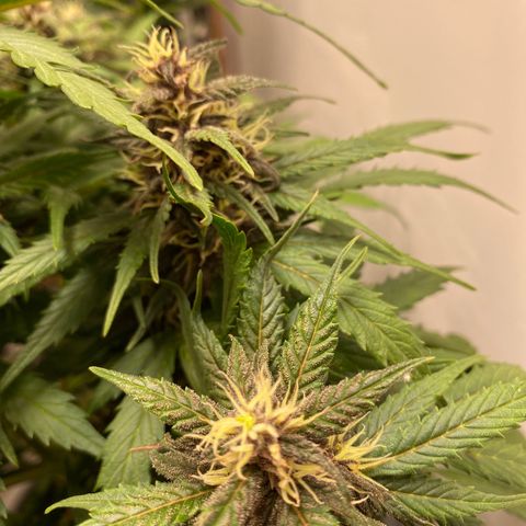 Glue Gelato Auto growlog timeline photo