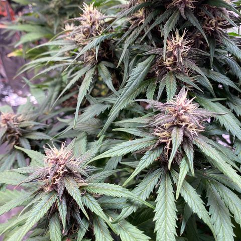 Glue Gelato Auto growlog timeline photo