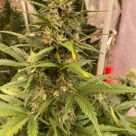 Auto Skywalker Haze growlog timeline photo