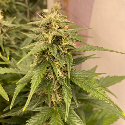 Auto Skywalker Haze growlog timeline photo