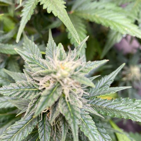 Auto Skywalker Haze growlog timeline photo