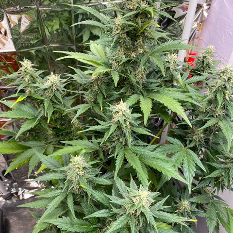 Auto Skywalker Haze growlog timeline photo