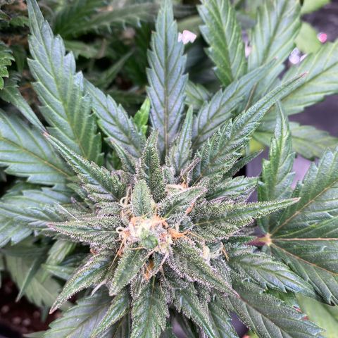 Auto Mokum‘s Tulip growlog timeline photo