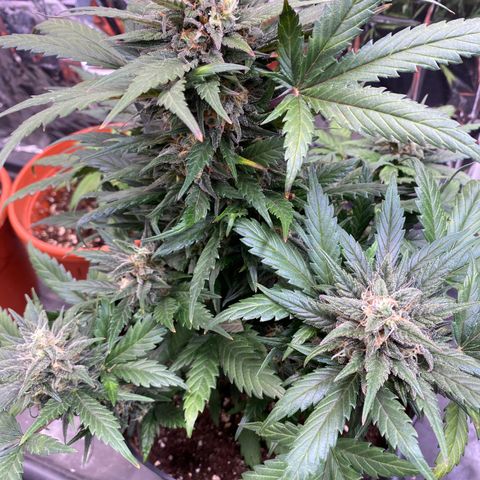 Auto Mokum‘s Tulip growlog timeline photo