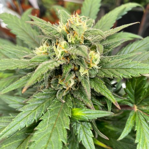 Auto Mokum‘s Tulip growlog timeline photo