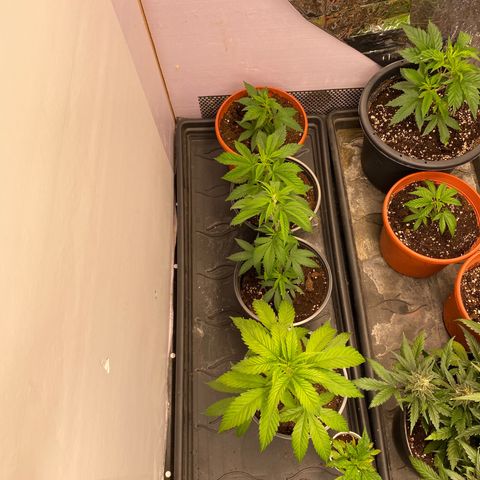 Skunk XL growlog timeline photo