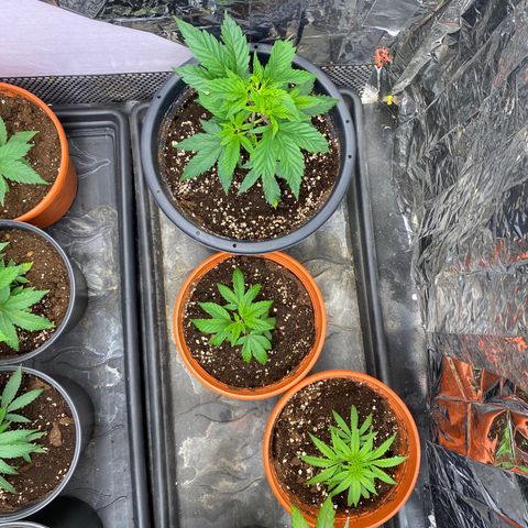 Skunk XL growlog timeline photo