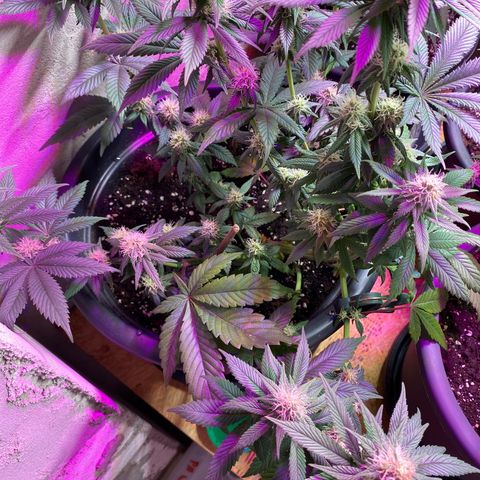 Vibe-C #1 growlog timeline photo