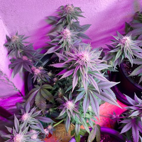 Vibe-C #1 growlog timeline photo