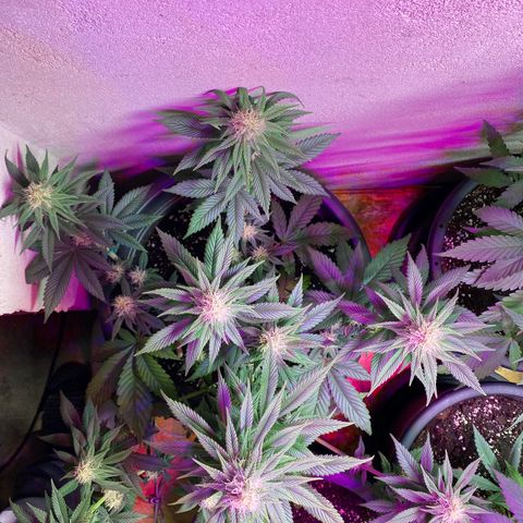 Vibe-C #1 growlog timeline photo