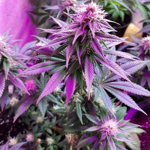 Vibe-C #1 growlog timeline photo