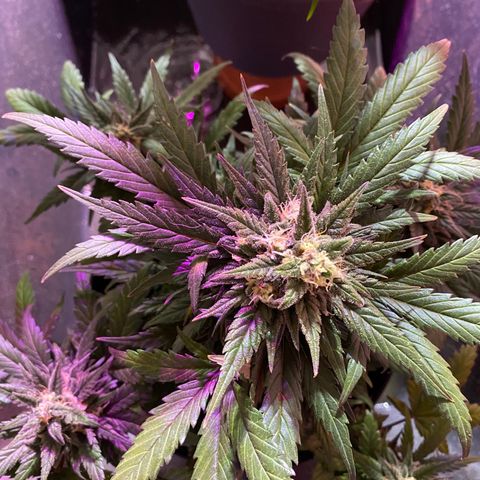 Auto Mokum‘s Tulip growlog timeline photo