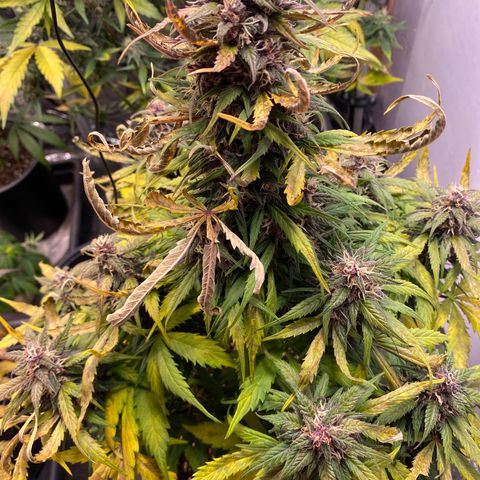Glue Gelato Auto growlog timeline photo