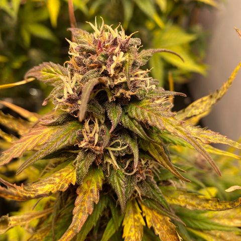 Glue Gelato Auto growlog timeline photo