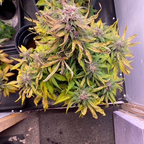 Glue Gelato Auto growlog timeline photo