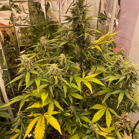 Auto Skywalker Haze growlog timeline photo