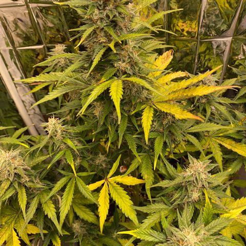 Auto Skywalker Haze growlog timeline photo