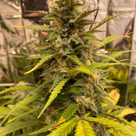 Auto Skywalker Haze growlog timeline photo