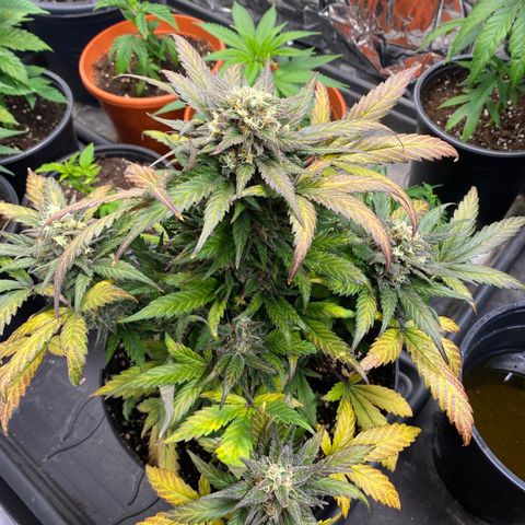 Auto Mokum‘s Tulip growlog timeline photo