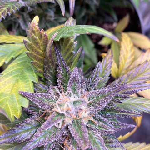 Auto Mokum‘s Tulip growlog timeline photo
